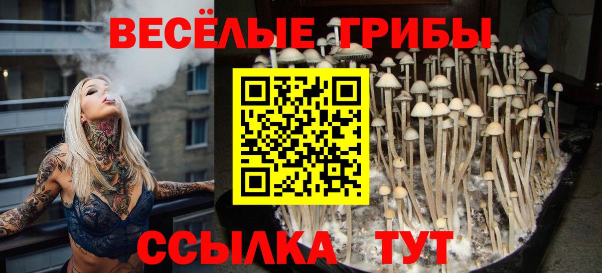 Галлюциногенные грибы прущие грибы  Вход с VPN  Соль-Илецк  как найти   Галлюциногенные грибы Psilocybine cubensis 